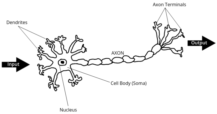 Diagram of Biological Neuron